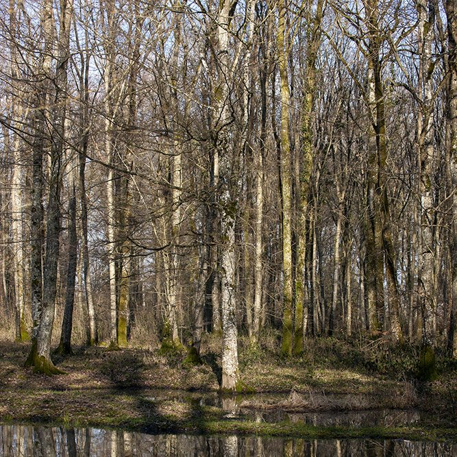 Belleau Wood © Rémy SALAÜN - All rights reserved